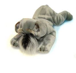 Perro Schnauzer   |  Menal