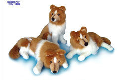 Collie Sentado - Tumbado - Dormido